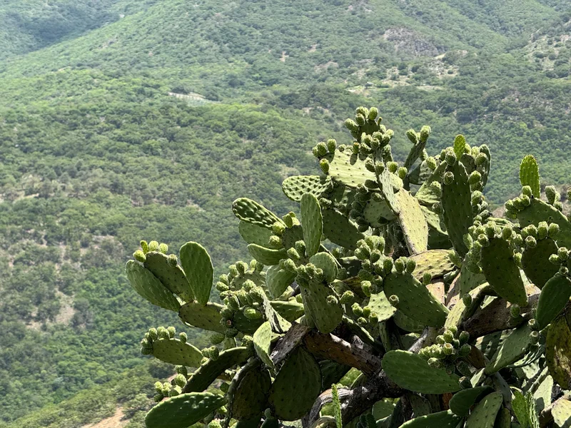 Oaxaca