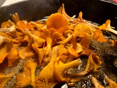 Chanterelle
